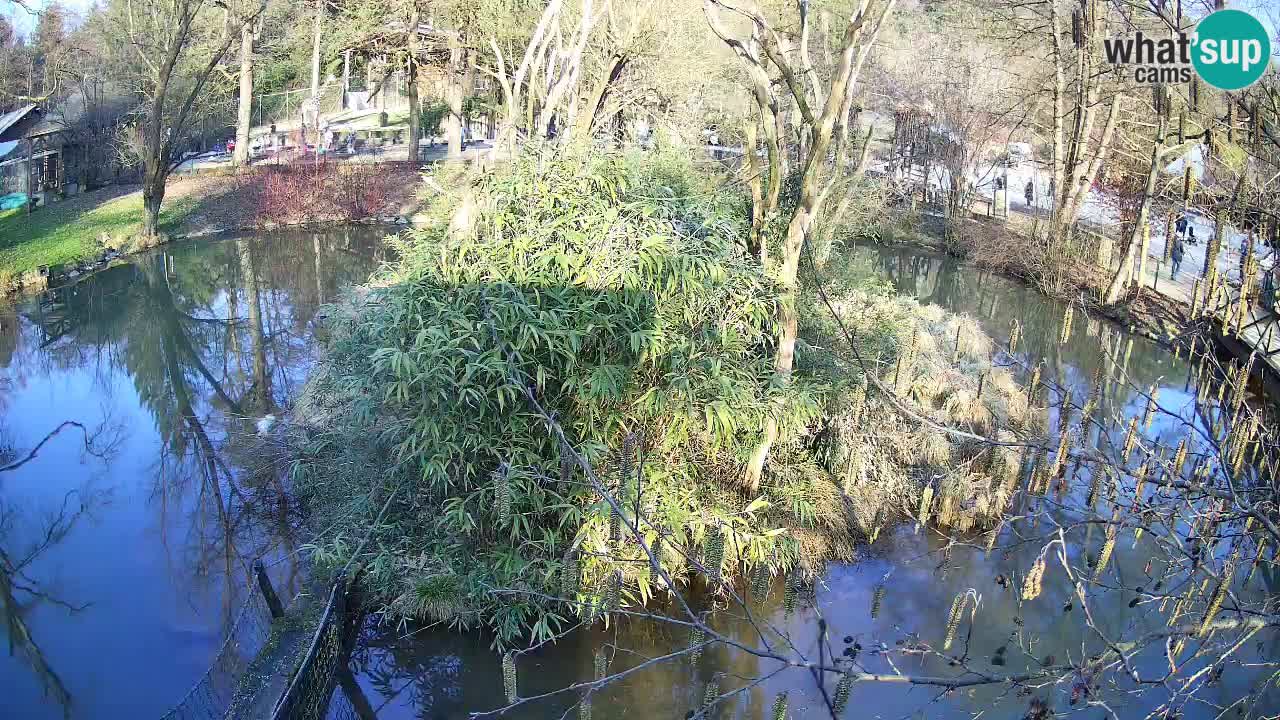Gibbon à joues jaunes Zoo Ljubljana live cam