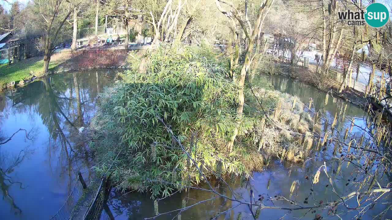 Südlicher Gelbwangen-Schopfgibbon Zoo Ljubljana webcam