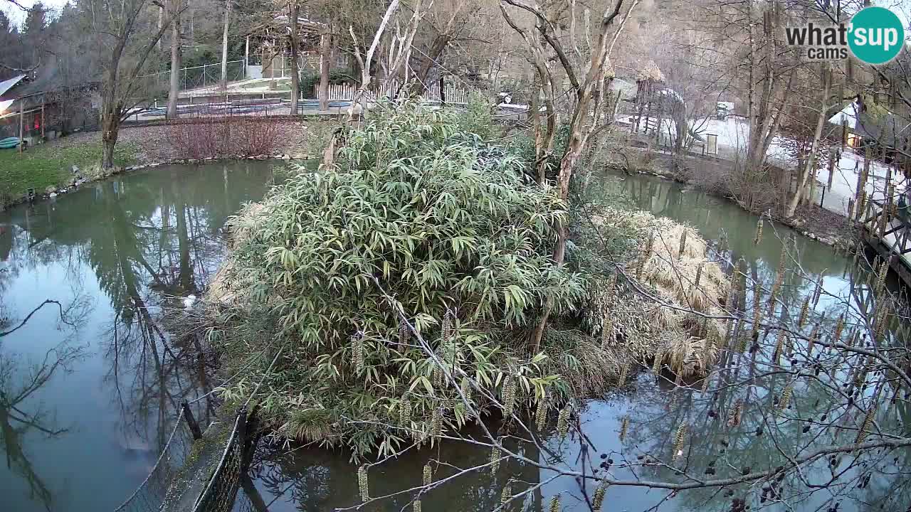 Südlicher Gelbwangen-Schopfgibbon Zoo Ljubljana webcam