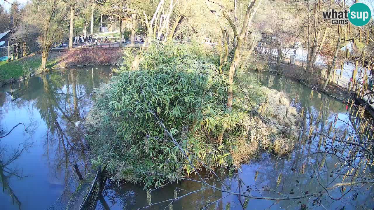 Gibon – Nomascus gabriellae – Zoo Ljubljana web kamera