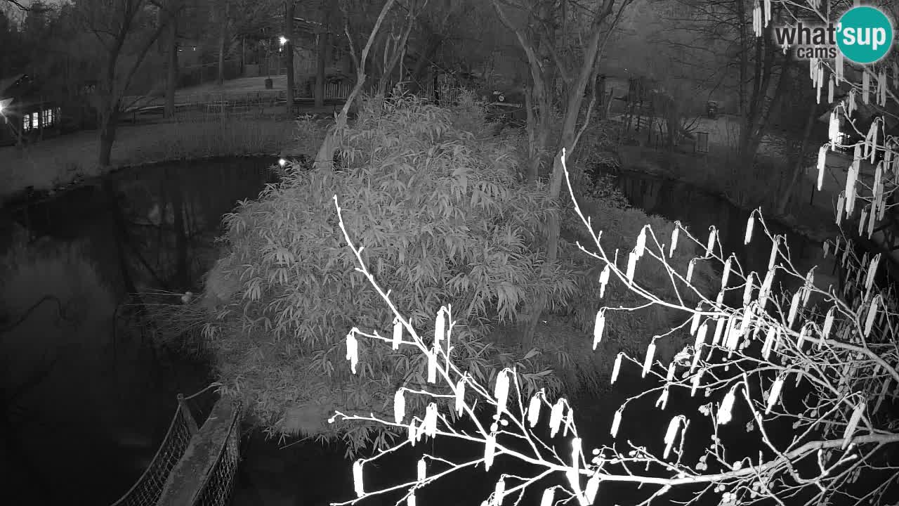 Südlicher Gelbwangen-Schopfgibbon Zoo Ljubljana webcam