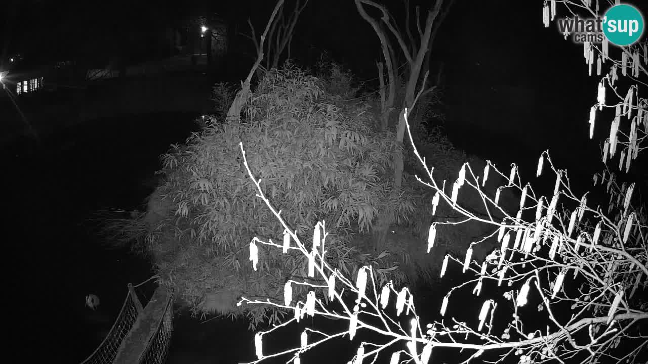 Gibbon à joues jaunes Zoo Ljubljana live cam