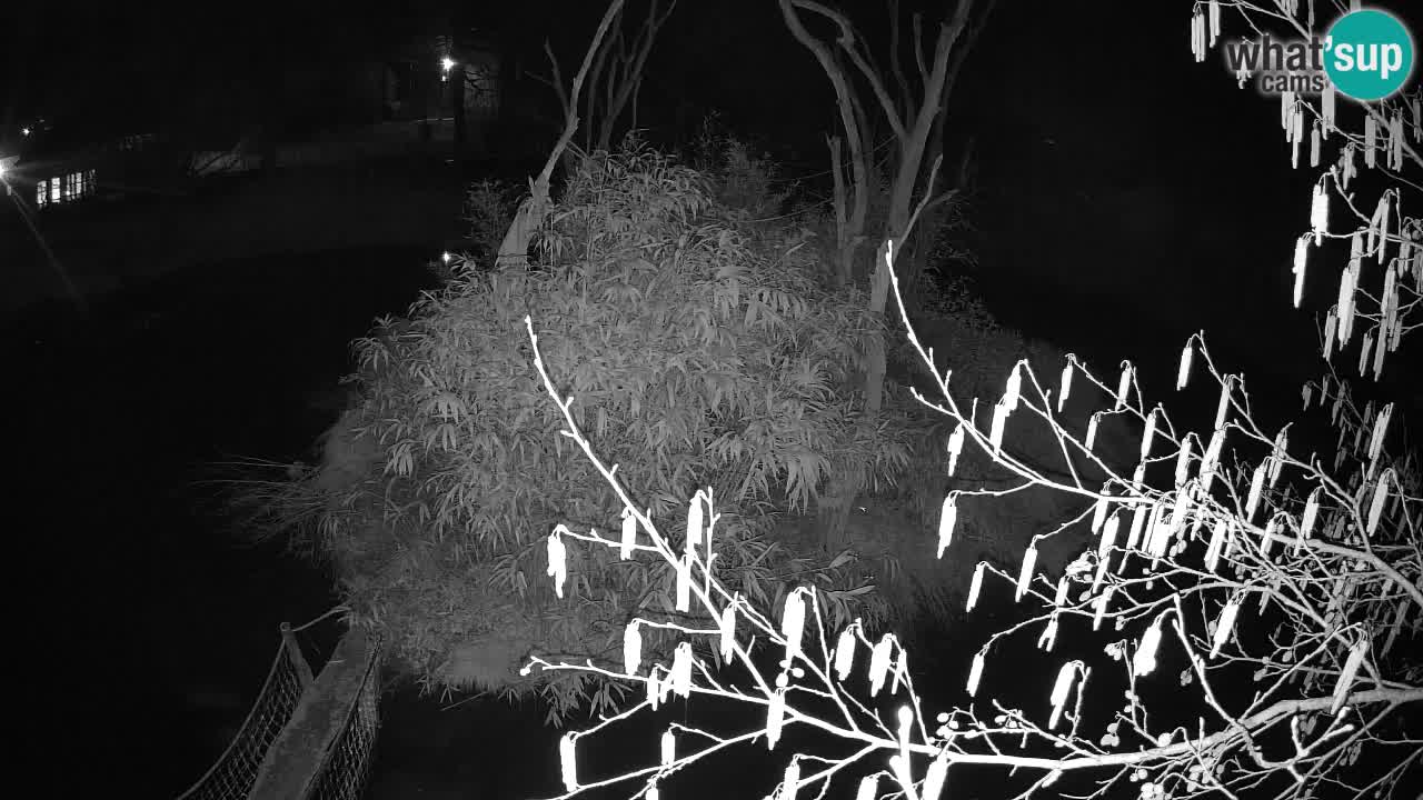 Gibbon à joues jaunes Zoo Ljubljana live cam