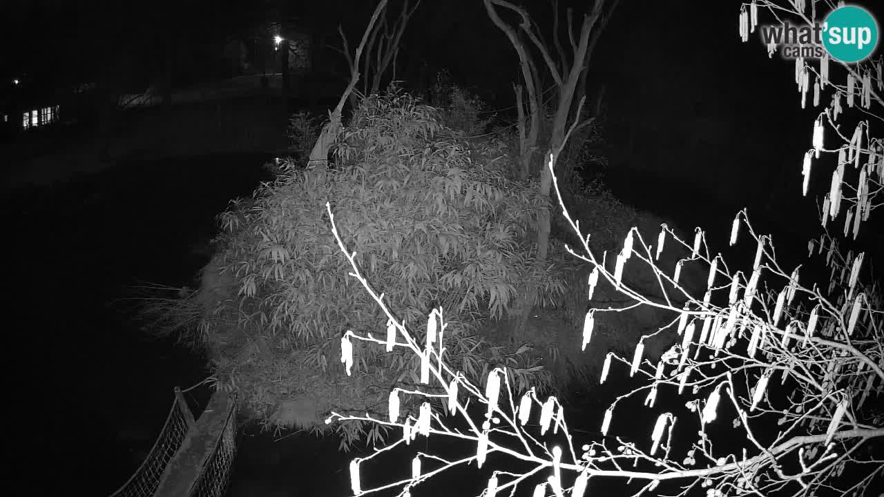 Südlicher Gelbwangen-Schopfgibbon Zoo Ljubljana webcam