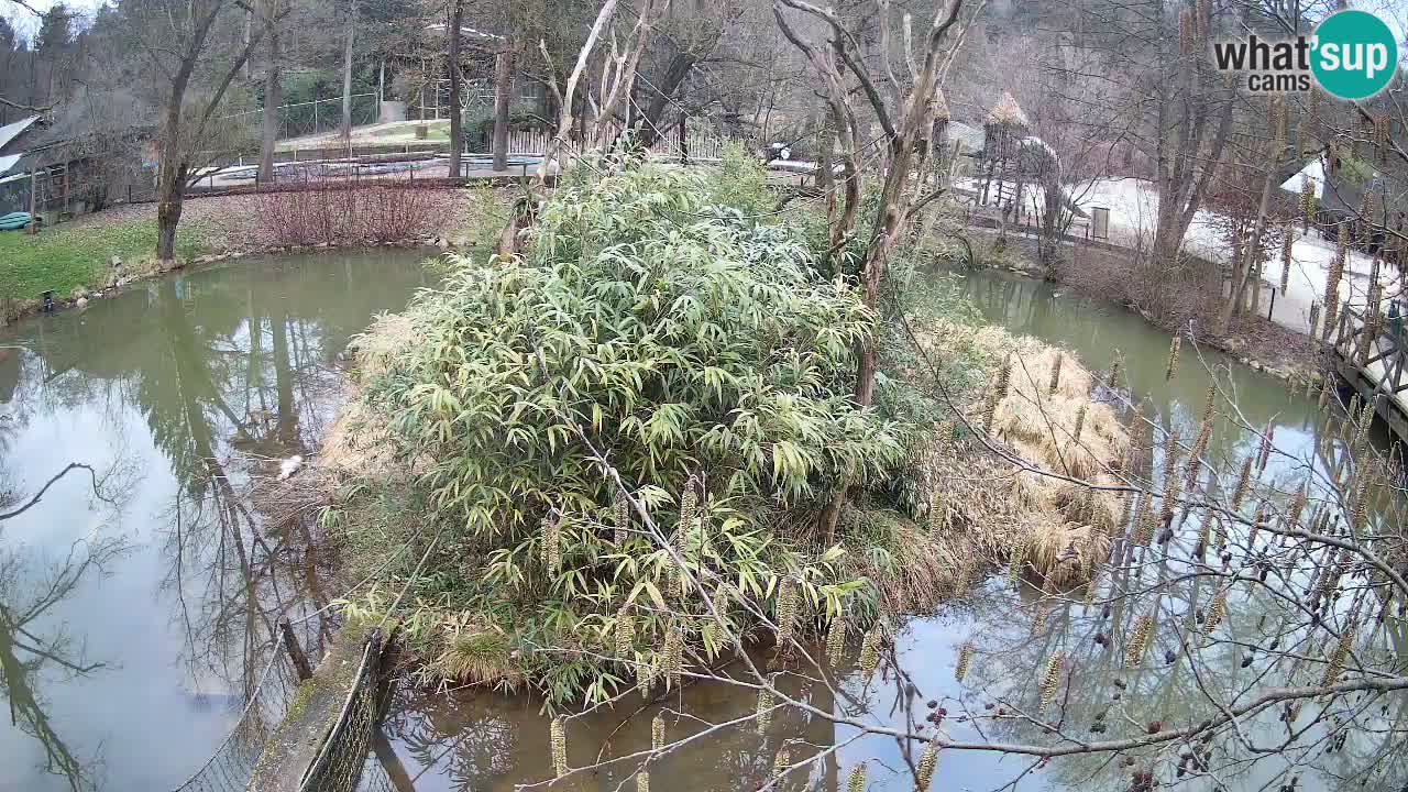 Gibbone dalle guance rosa nello ZOO di Ljubljana