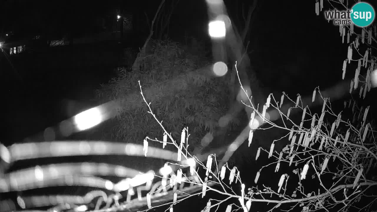 Gibbone dalle guance rosa nello ZOO di Ljubljana