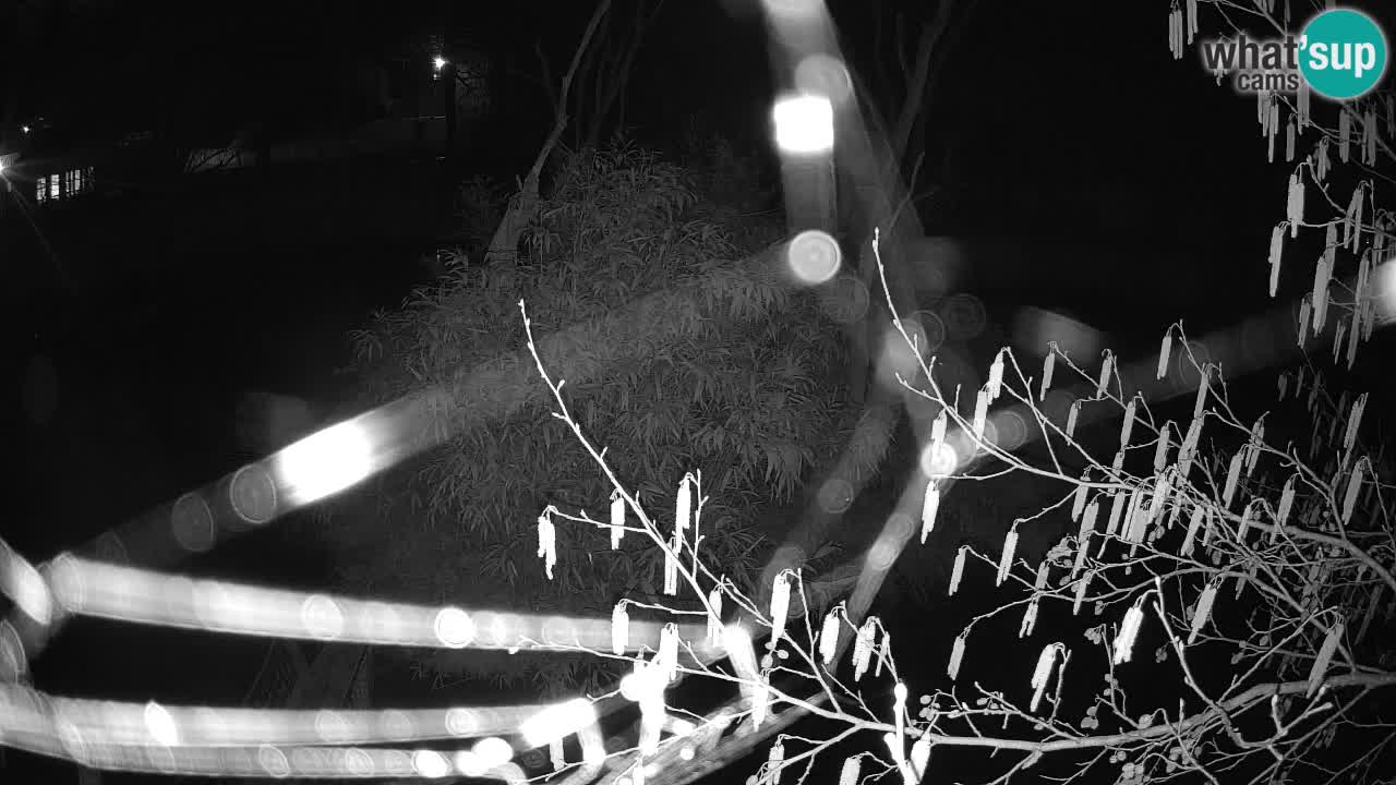 Gibbone dalle guance rosa nello ZOO di Ljubljana