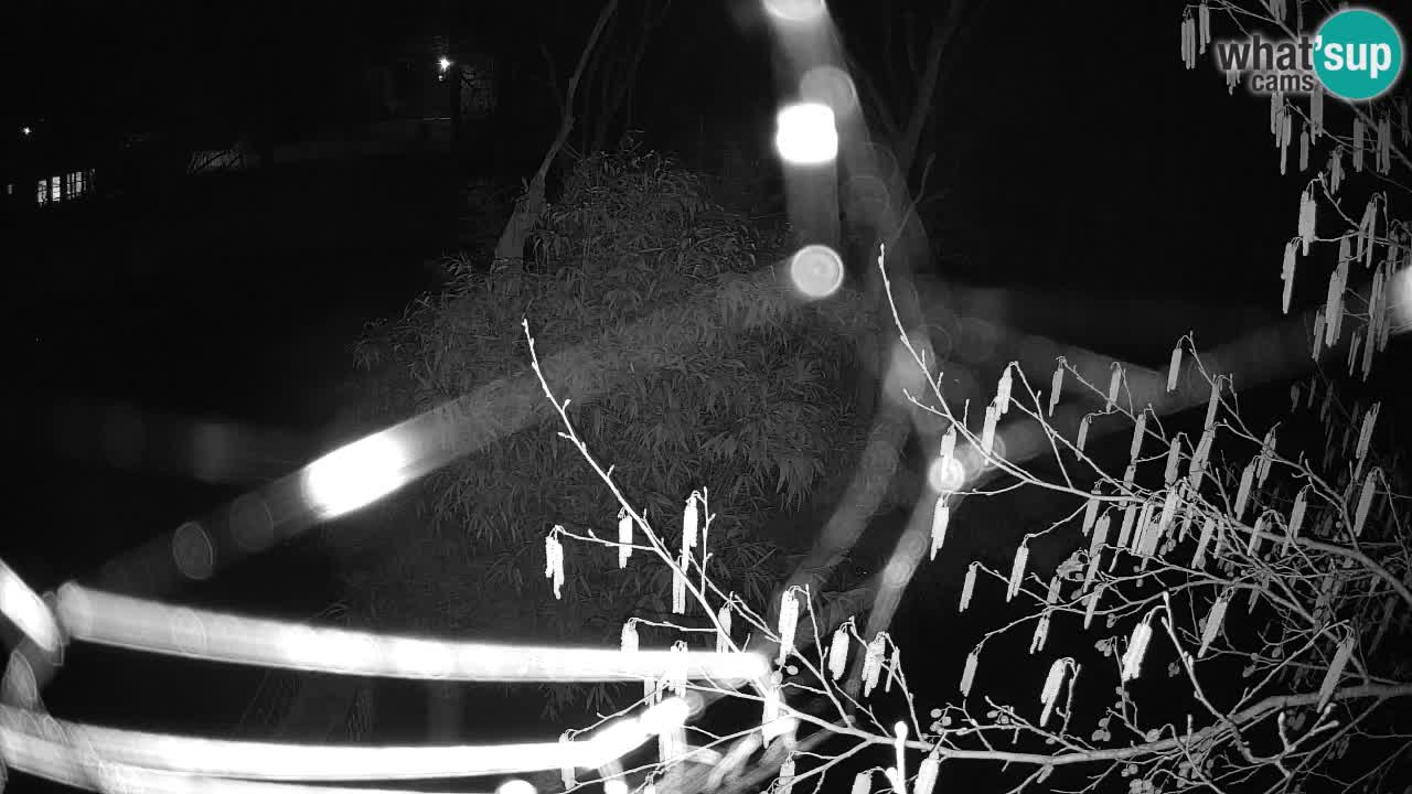 Südlicher Gelbwangen-Schopfgibbon Zoo Ljubljana webcam