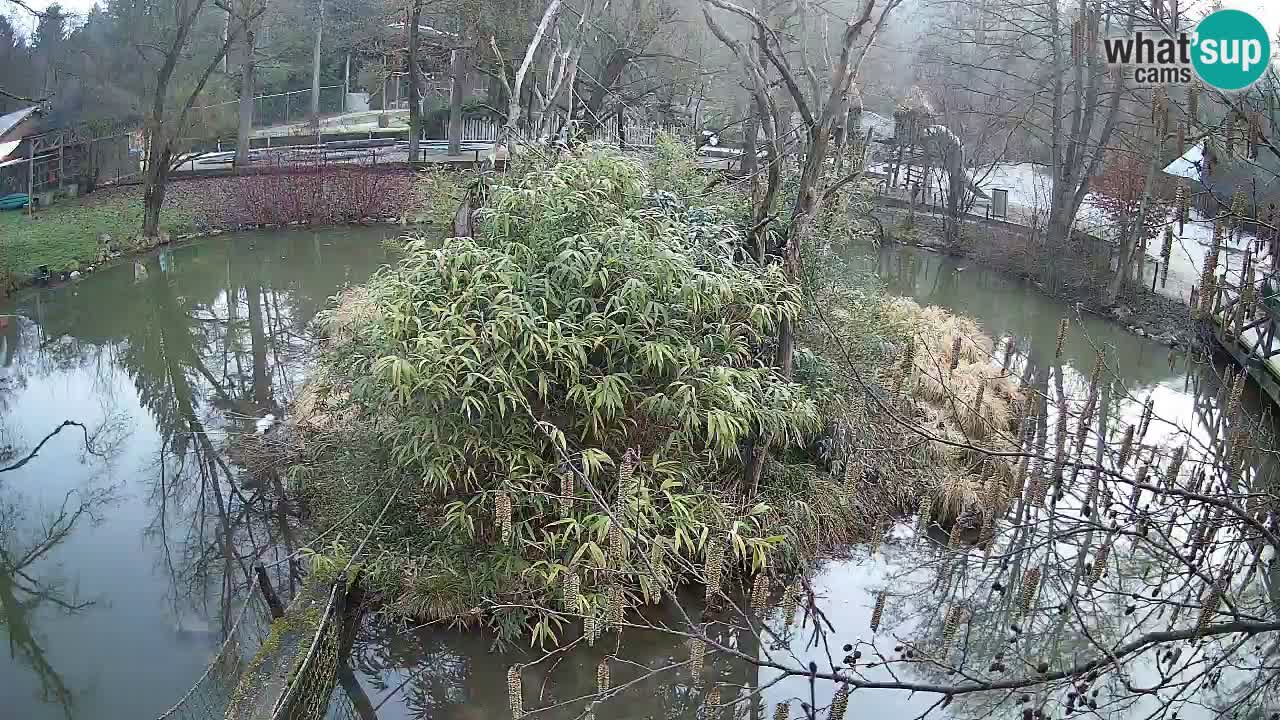 Südlicher Gelbwangen-Schopfgibbon Zoo Ljubljana webcam