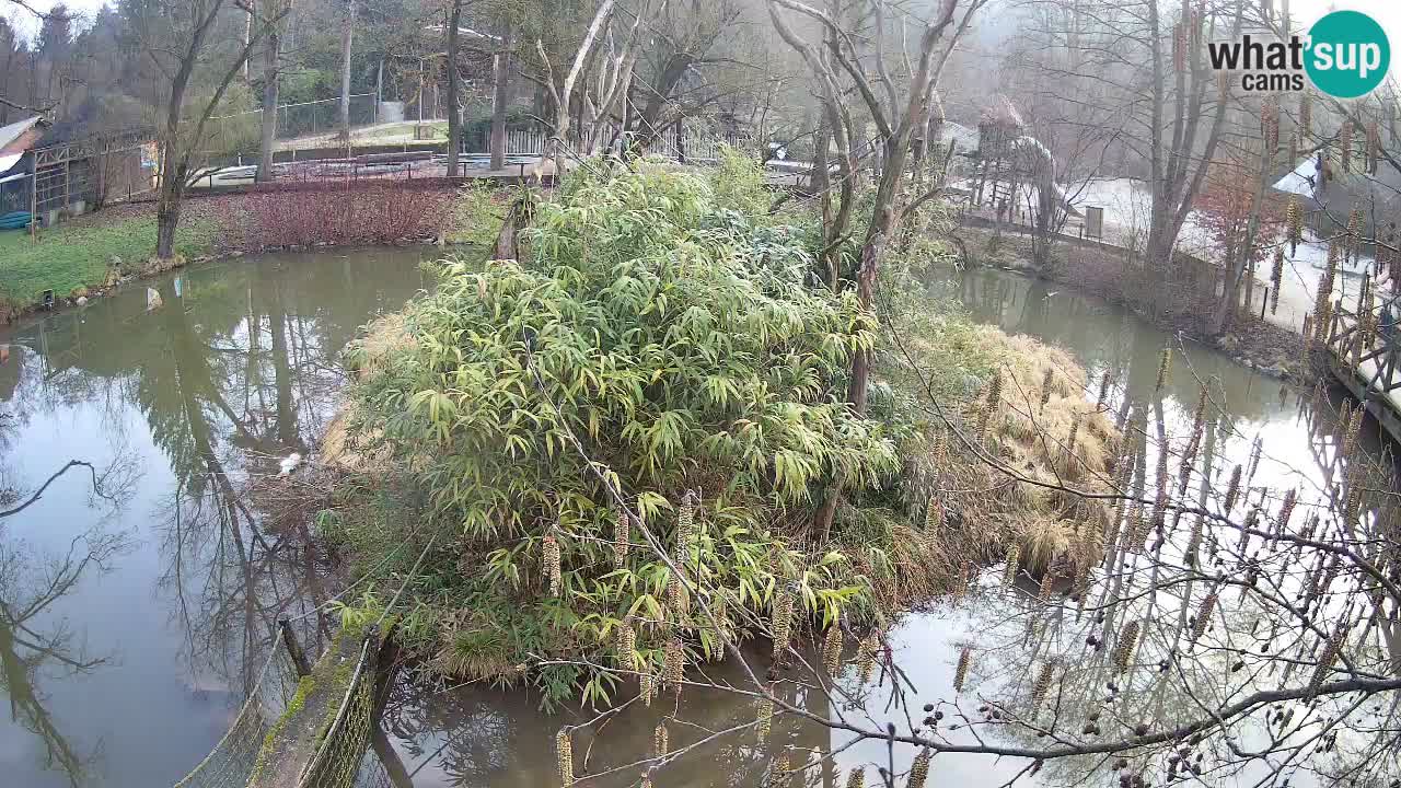 Yellow-cheeked gibbon Zoo Ljubljana livecam