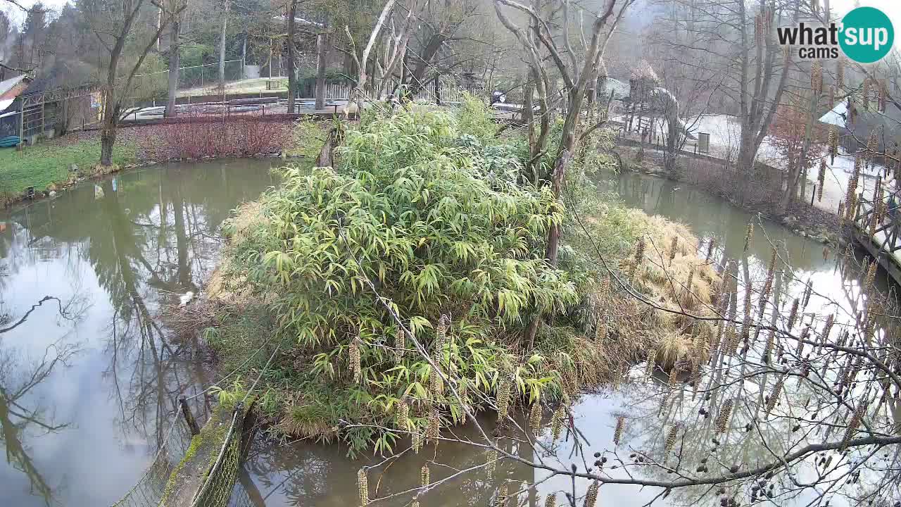 Südlicher Gelbwangen-Schopfgibbon Zoo Ljubljana webcam
