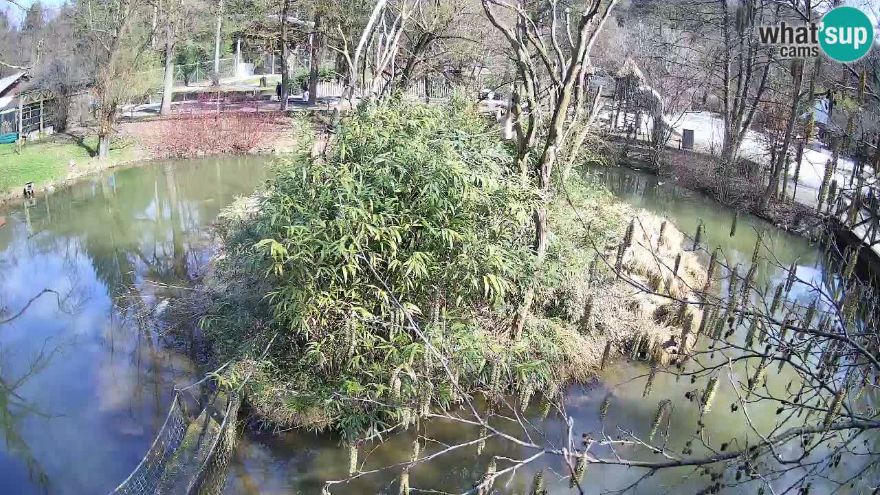 Südlicher Gelbwangen-Schopfgibbon Zoo Ljubljana webcam