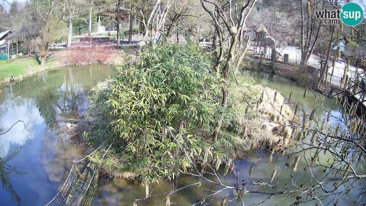 Gibbon à joues jaunes Zoo Ljubljana live cam