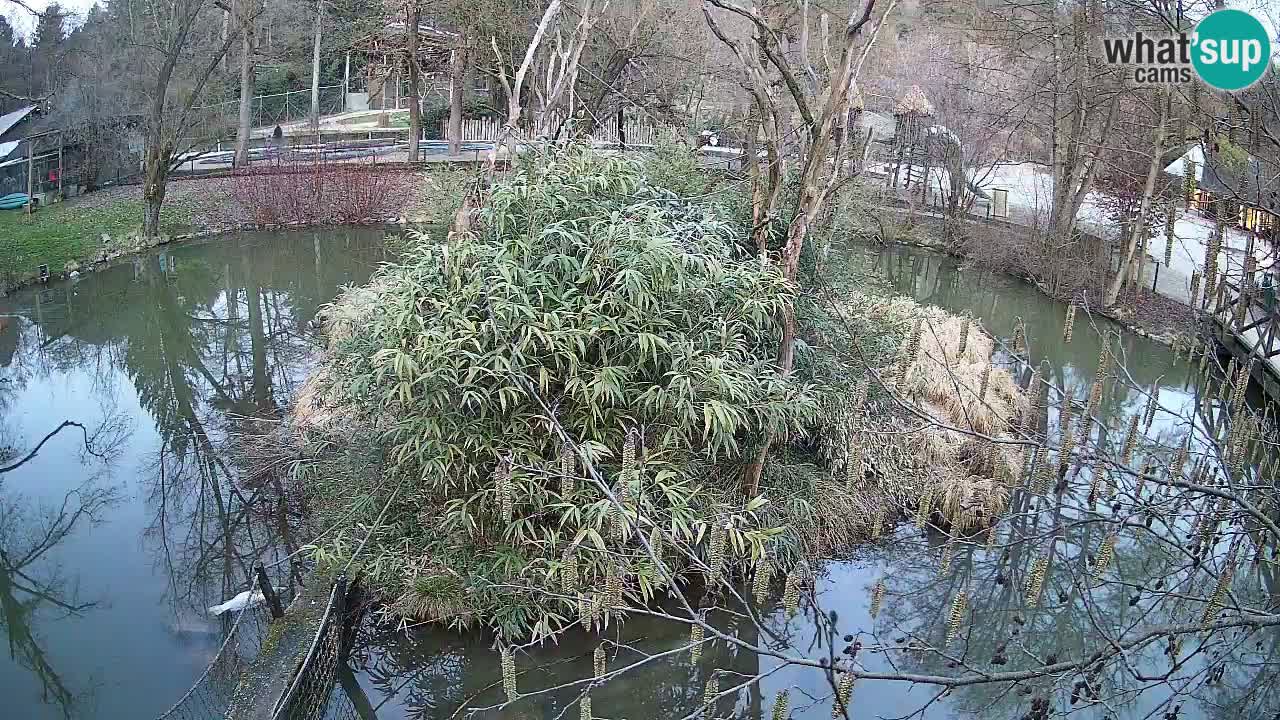 Gibon – Nomascus gabriellae – Zoo Ljubljana web kamera
