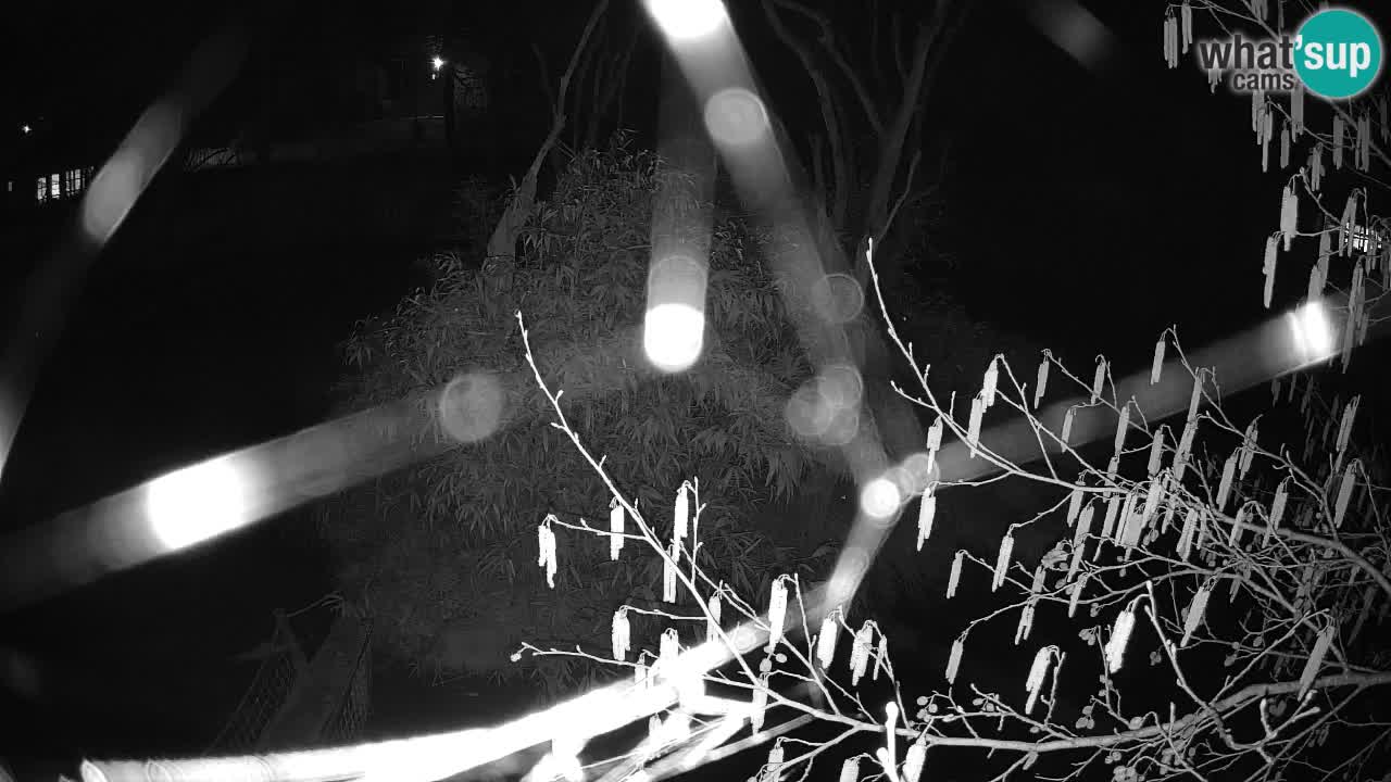 Gibbone dalle guance rosa nello ZOO di Ljubljana