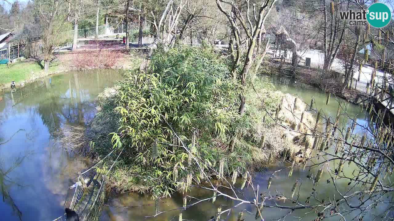 Yellow-cheeked gibbon Zoo Ljubljana livecam