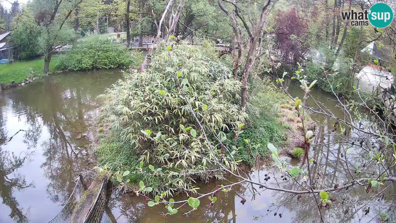 Südlicher Gelbwangen-Schopfgibbon Zoo Ljubljana webcam