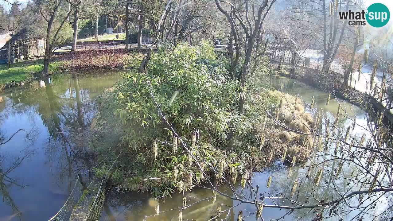 Yellow-cheeked gibbon Zoo Ljubljana livecam