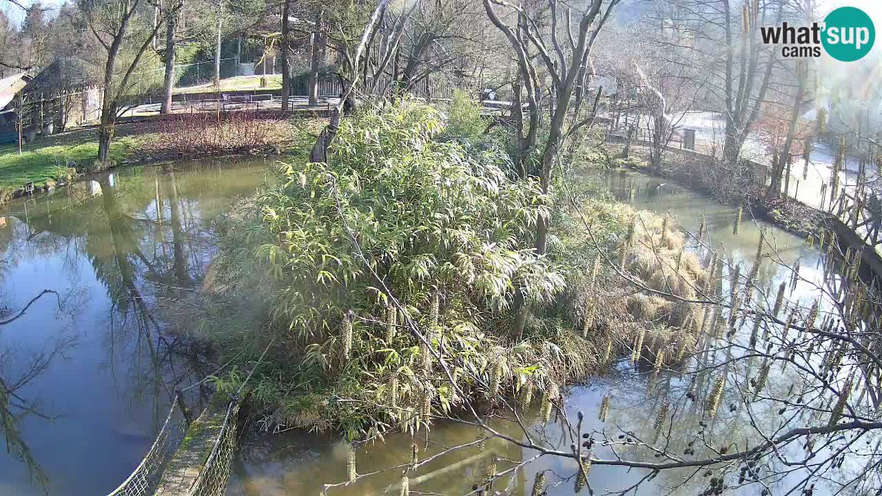 Zlatolični gibon živalski vrt Ljubljana