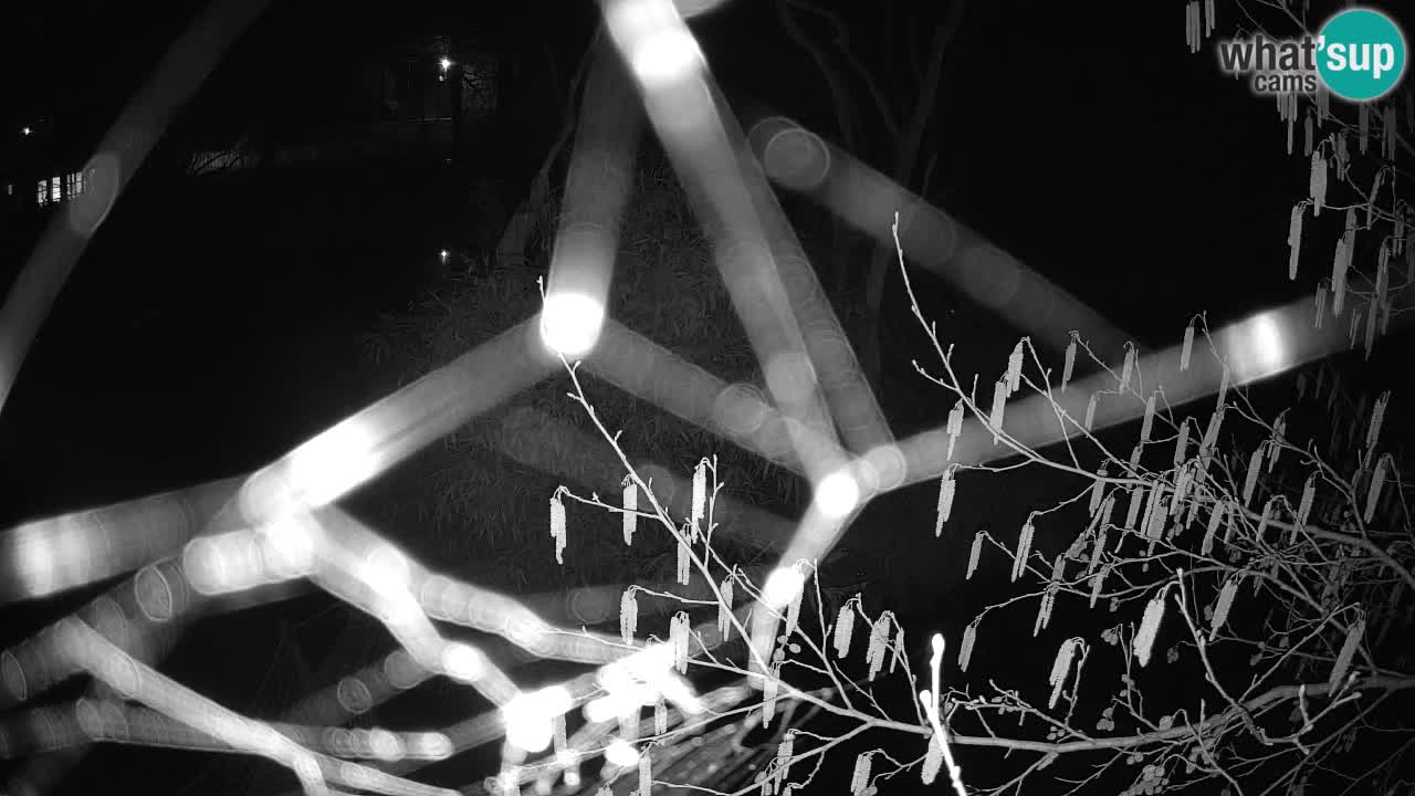 Zlatolični gibon živalski vrt Ljubljana