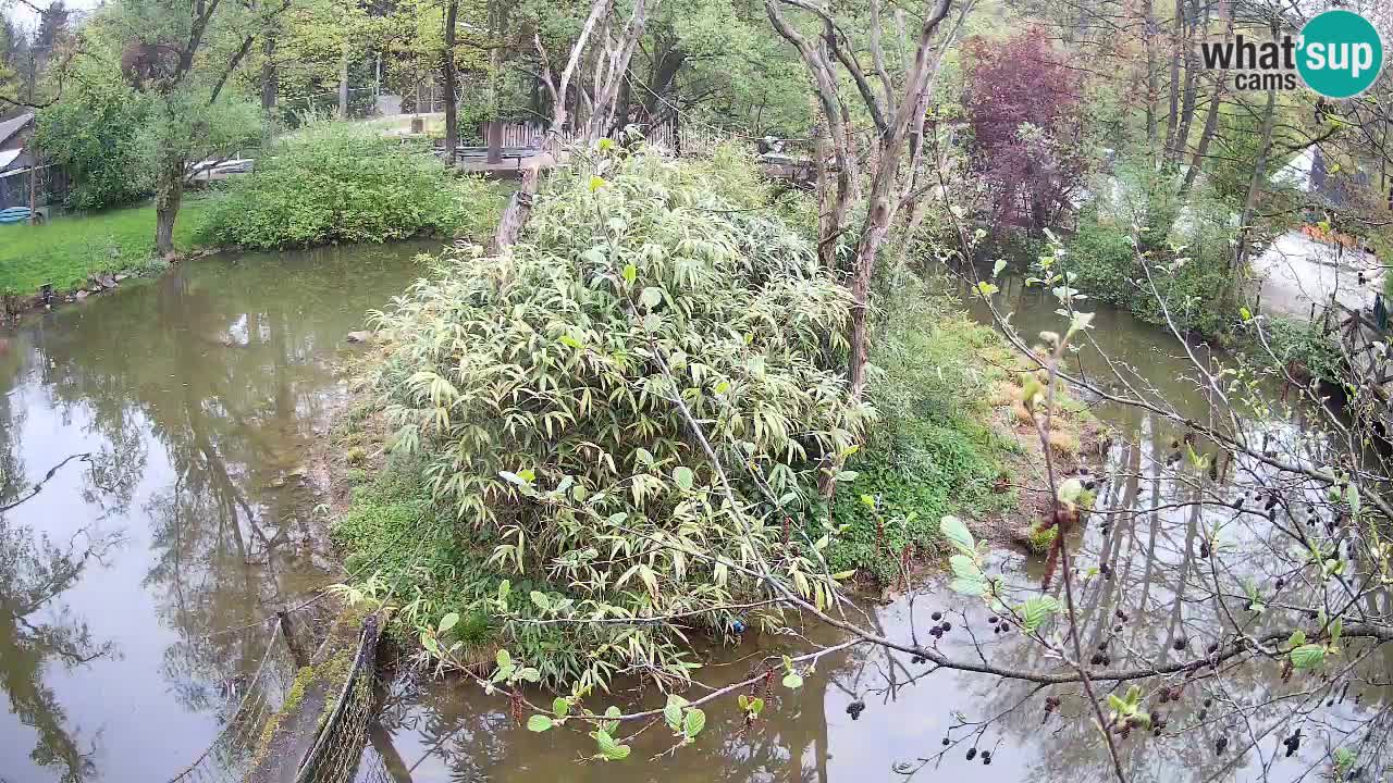 Zlatolični gibon živalski vrt Ljubljana