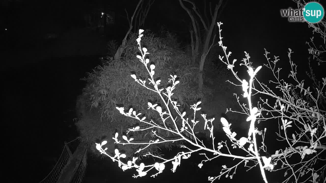 Gibbon à joues jaunes Zoo Ljubljana live cam