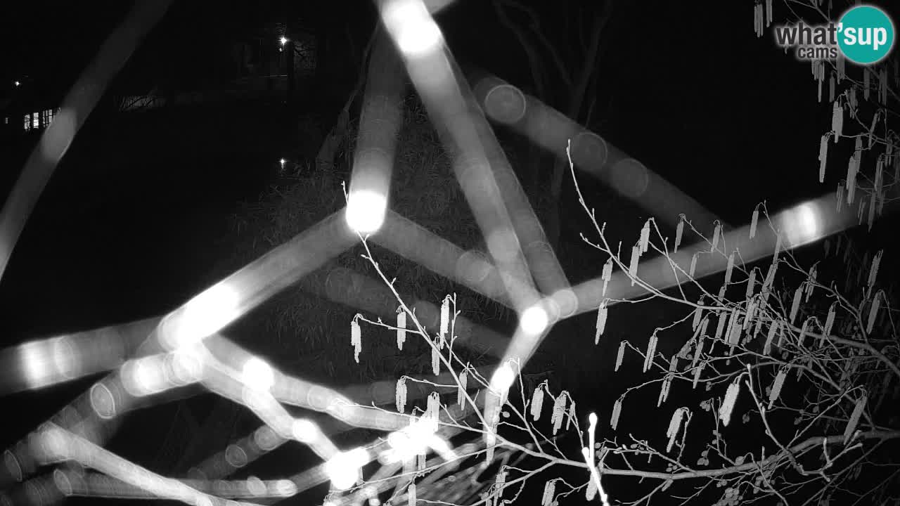 Gibon – Nomascus gabriellae – Zoo Ljubljana web kamera