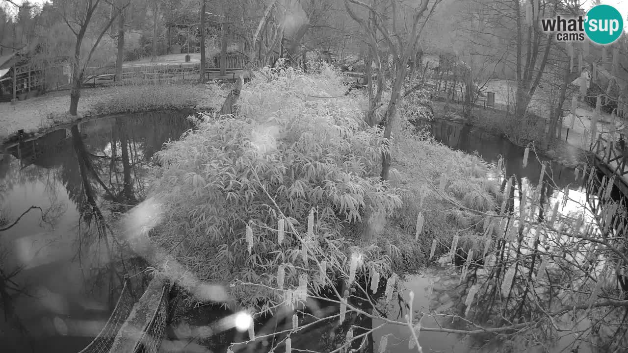 Gibon – Nomascus gabriellae – Zoo Ljubljana web kamera