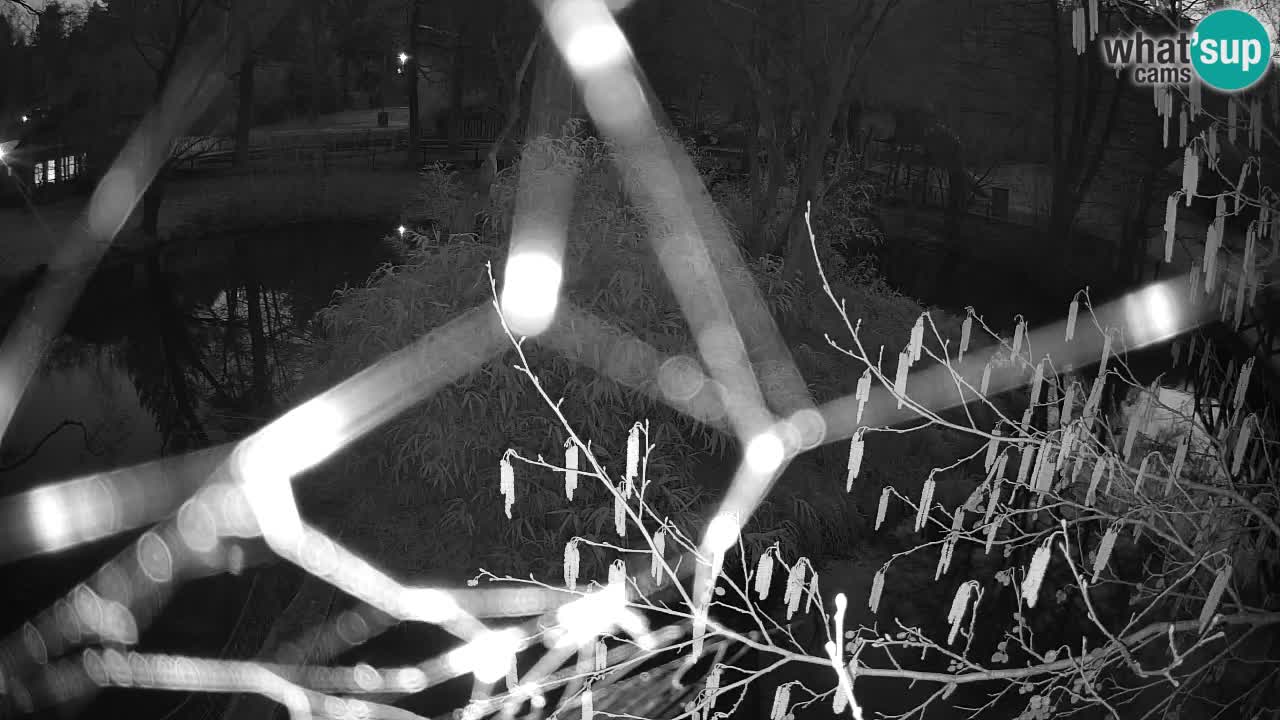 Gibon – Nomascus gabriellae – Zoo Ljubljana web kamera