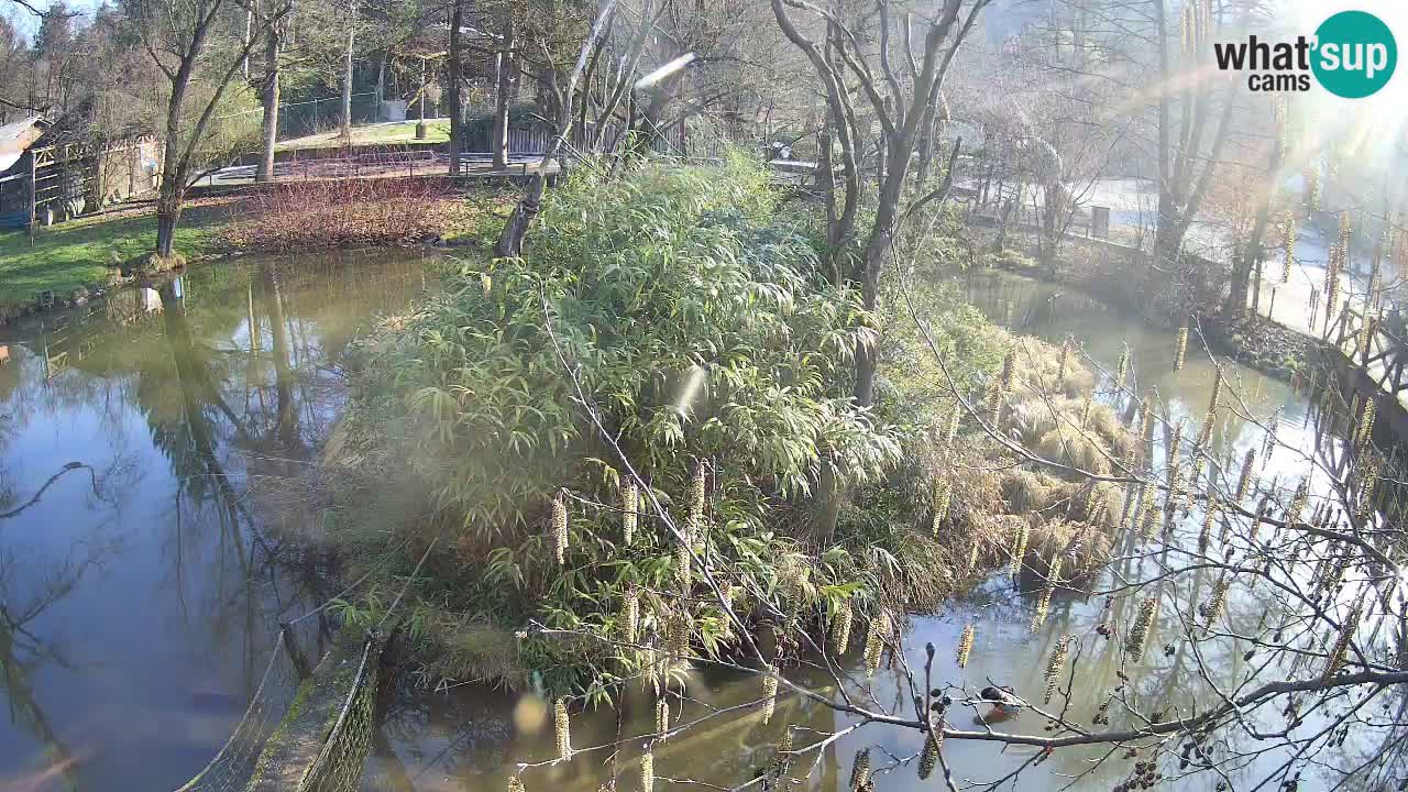 Gibon – Nomascus gabriellae – Zoo Ljubljana web kamera