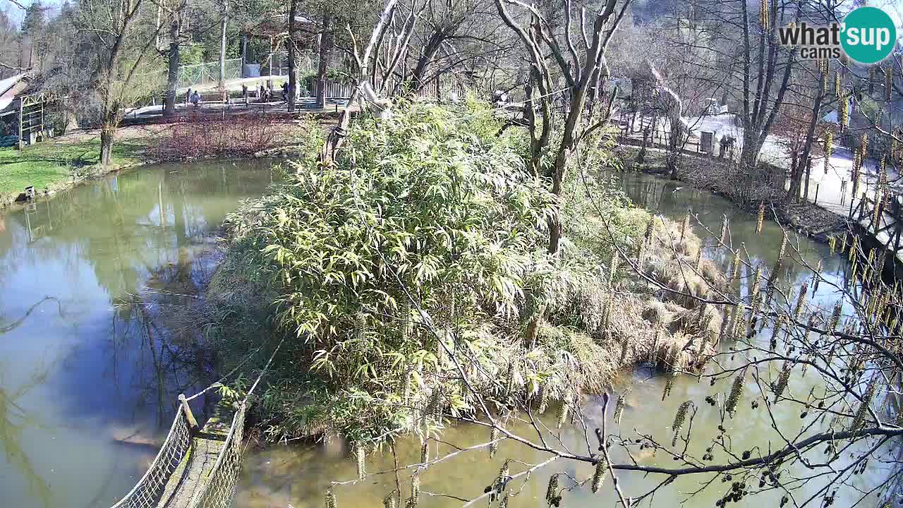 Gibon – Nomascus gabriellae – Zoo Ljubljana web kamera