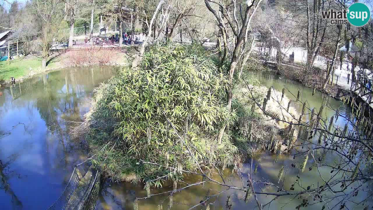Yellow-cheeked gibbon Zoo Ljubljana livecam