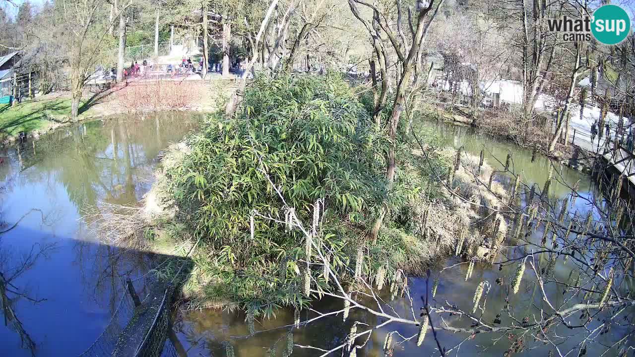 Yellow-cheeked gibbon Zoo Ljubljana livecam