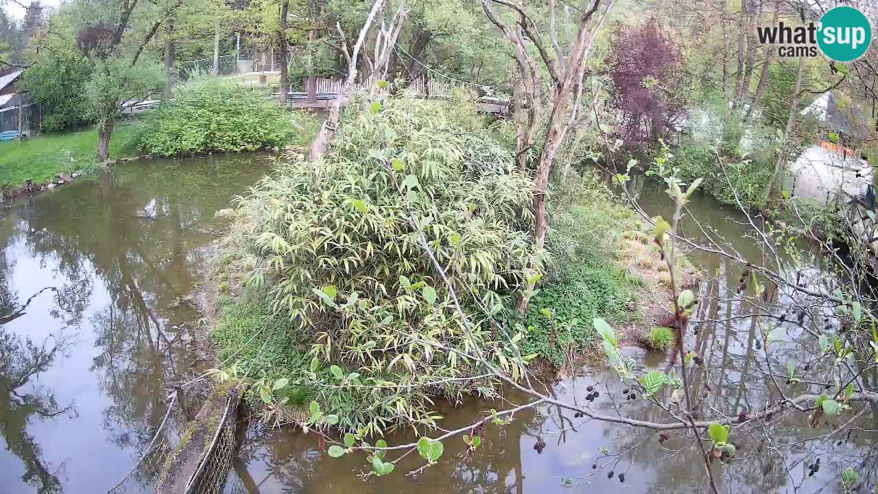 Südlicher Gelbwangen-Schopfgibbon Zoo Ljubljana webcam