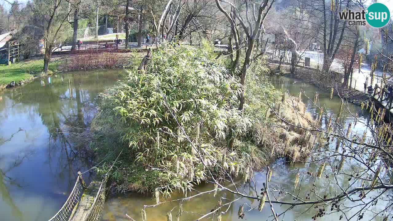 Gibbon à joues jaunes Zoo Ljubljana live cam