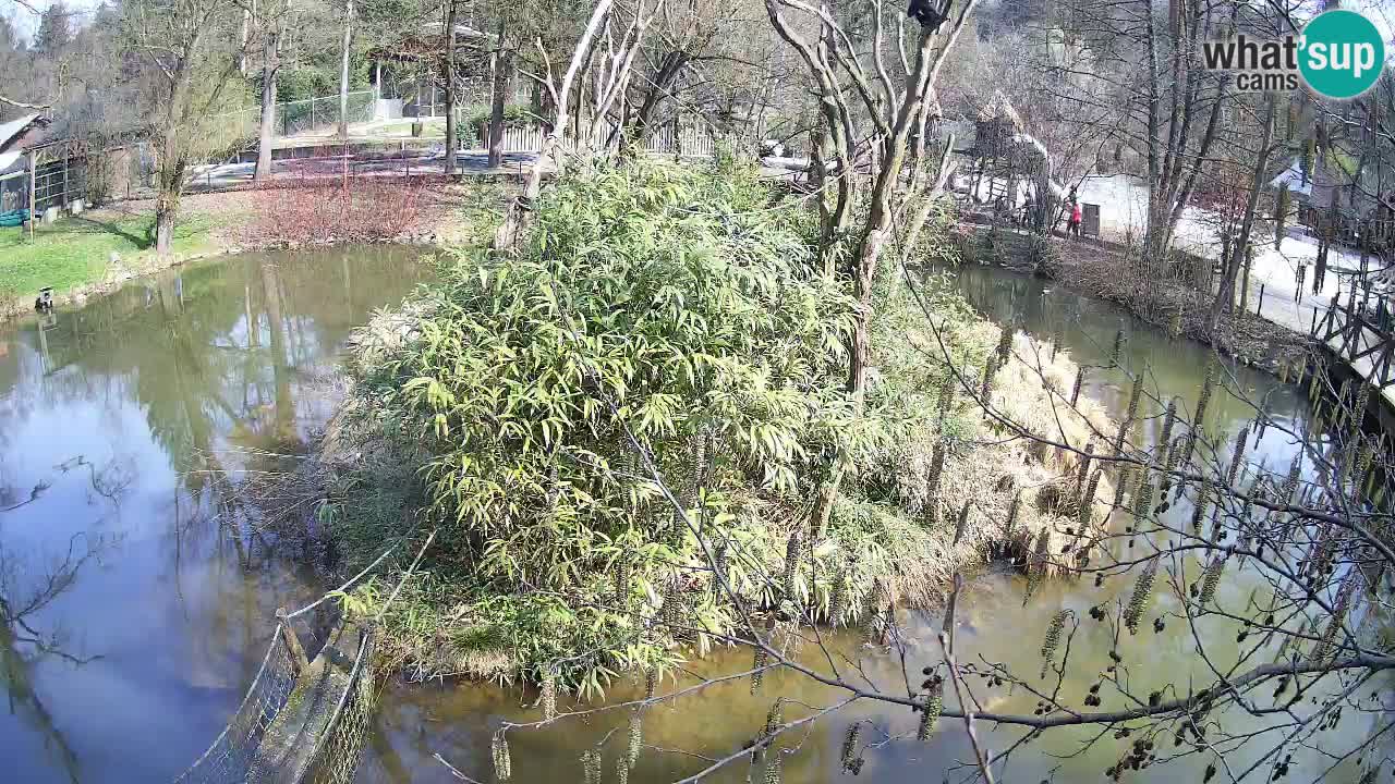 Gibbone dalle guance rosa nello ZOO di Ljubljana