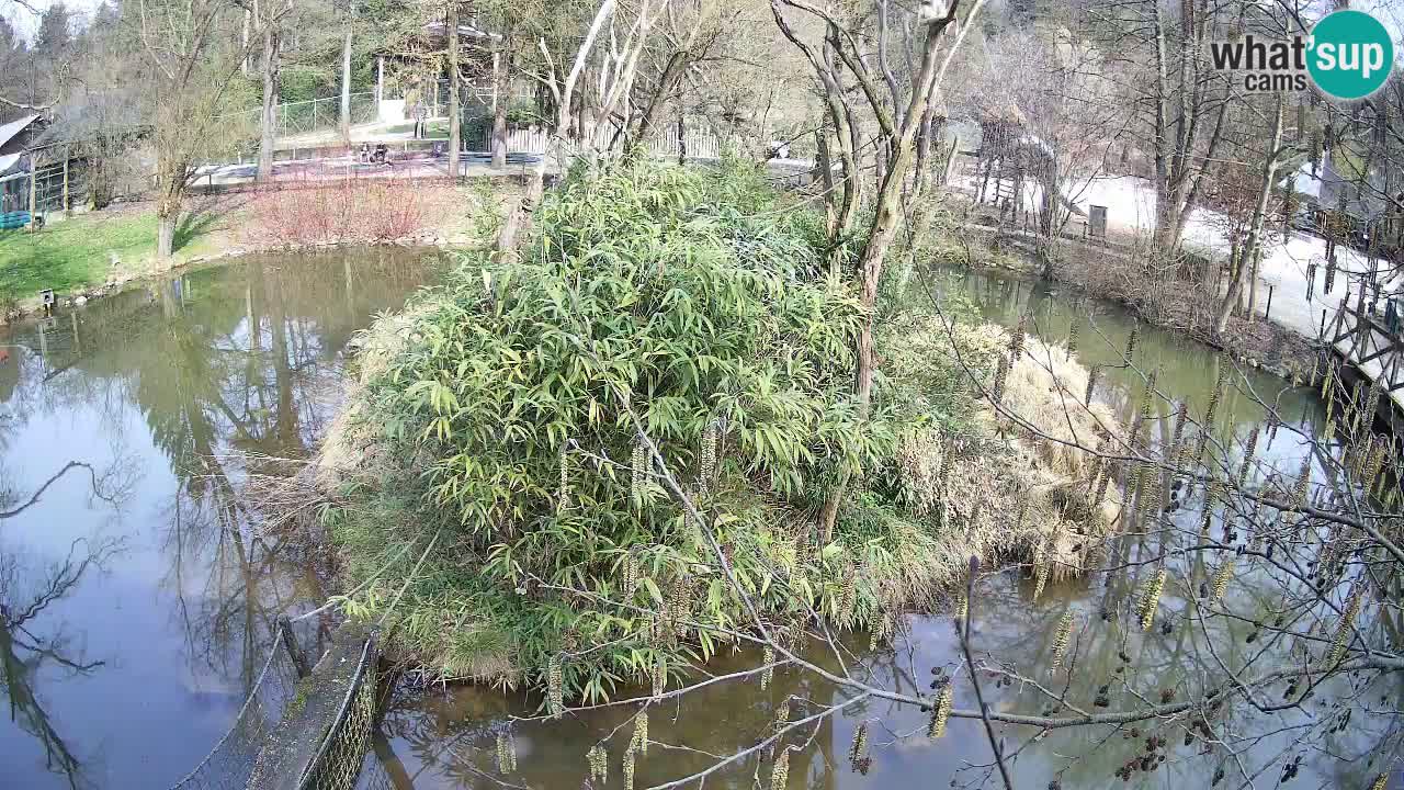 Zlatolični gibon živalski vrt Ljubljana