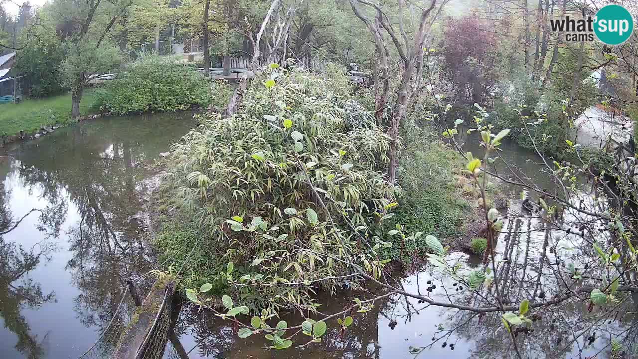 Gibón de mejillas beige Zoo Ljubljana