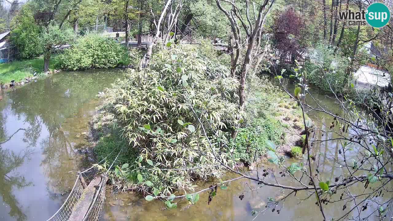 Gibbon à joues jaunes Zoo Ljubljana live cam