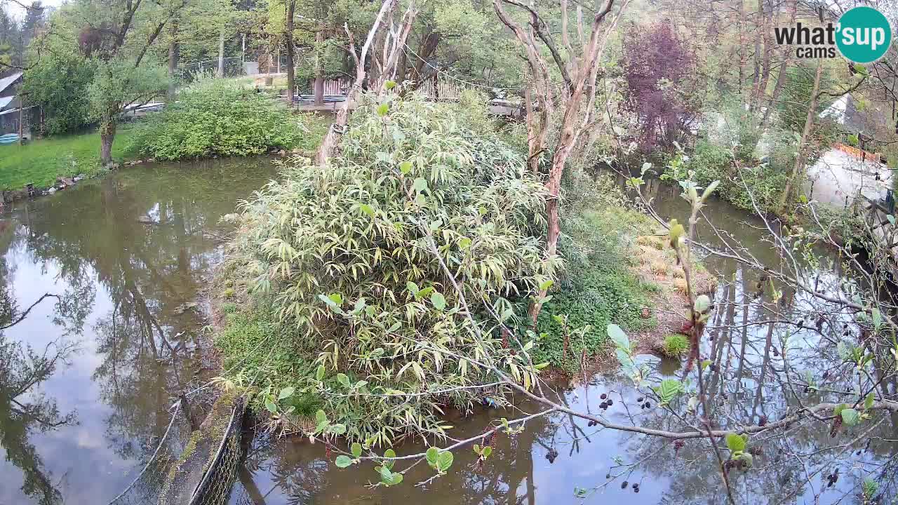 Gibón de mejillas beige Zoo Ljubljana