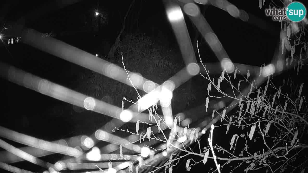 Gibon – Nomascus gabriellae – Zoo Ljubljana web kamera