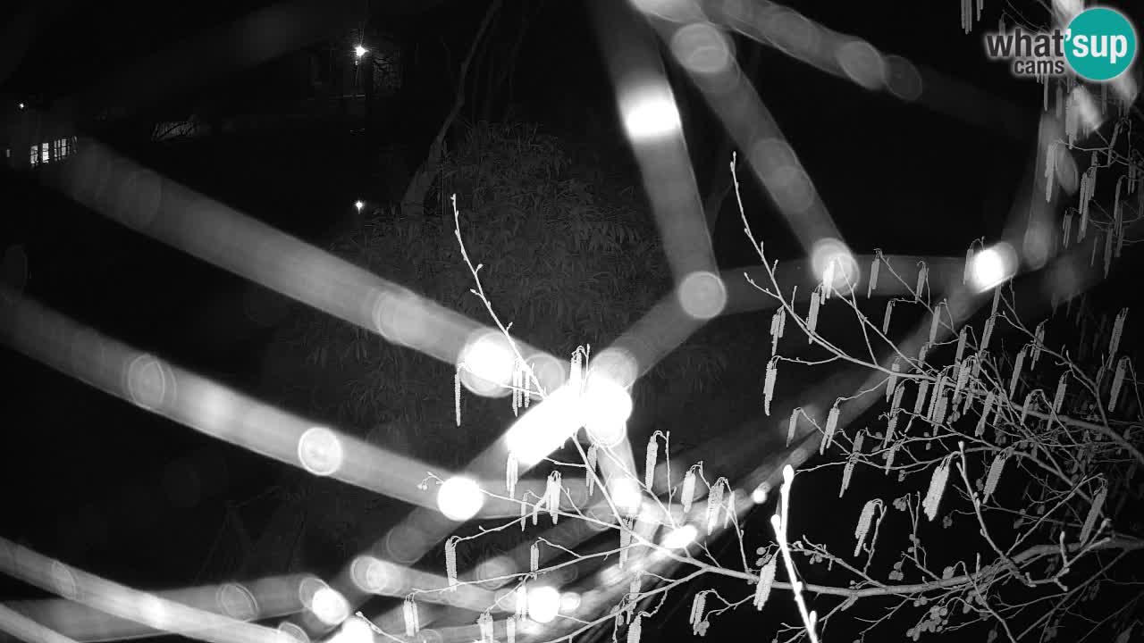 Gibon – Nomascus gabriellae – Zoo Ljubljana web kamera