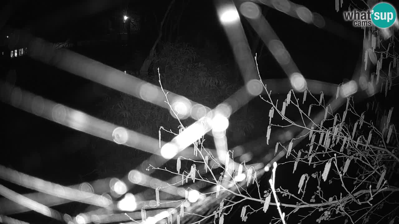 Gibbon à joues jaunes Zoo Ljubljana live cam