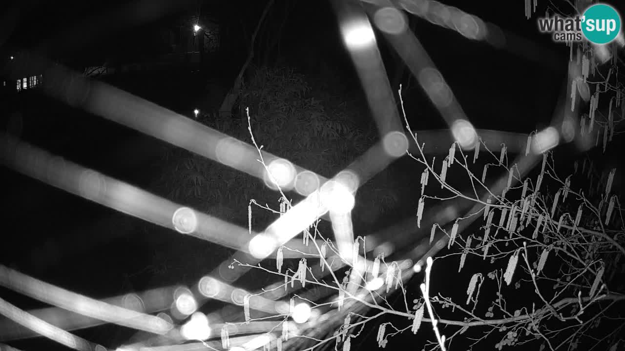 Gibbone dalle guance rosa nello ZOO di Ljubljana