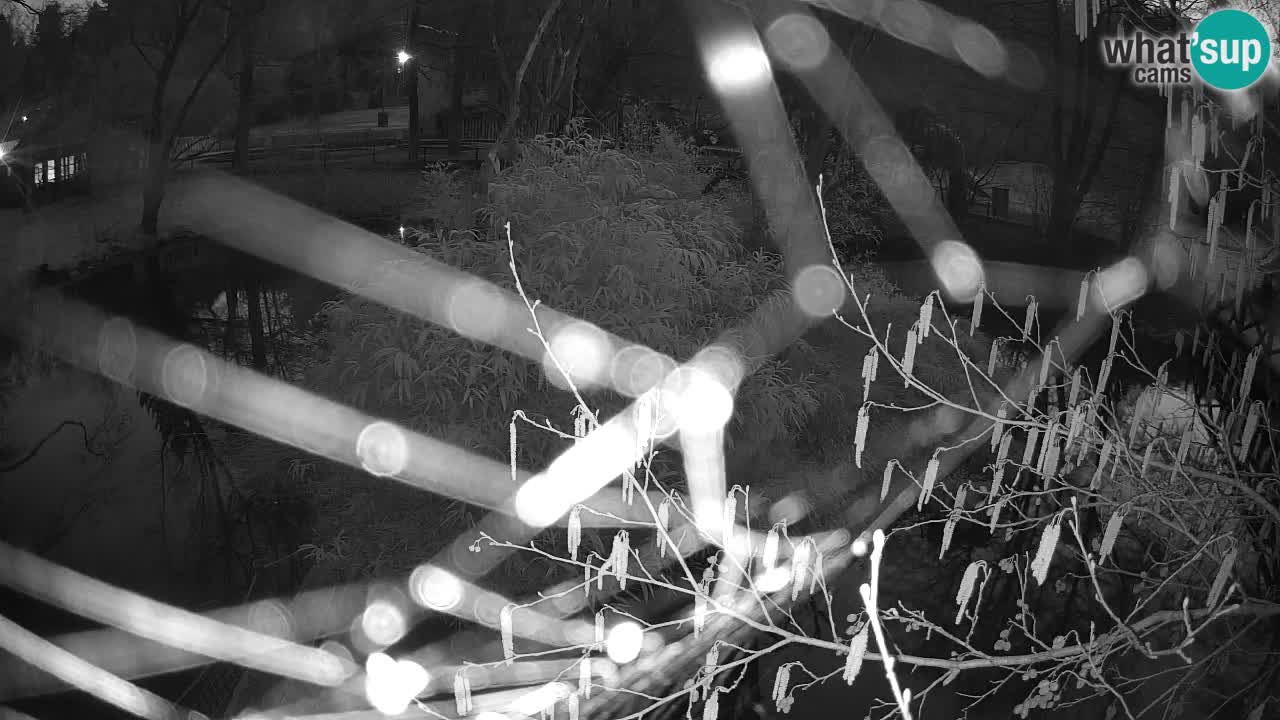 Gibbone dalle guance rosa nello ZOO di Ljubljana