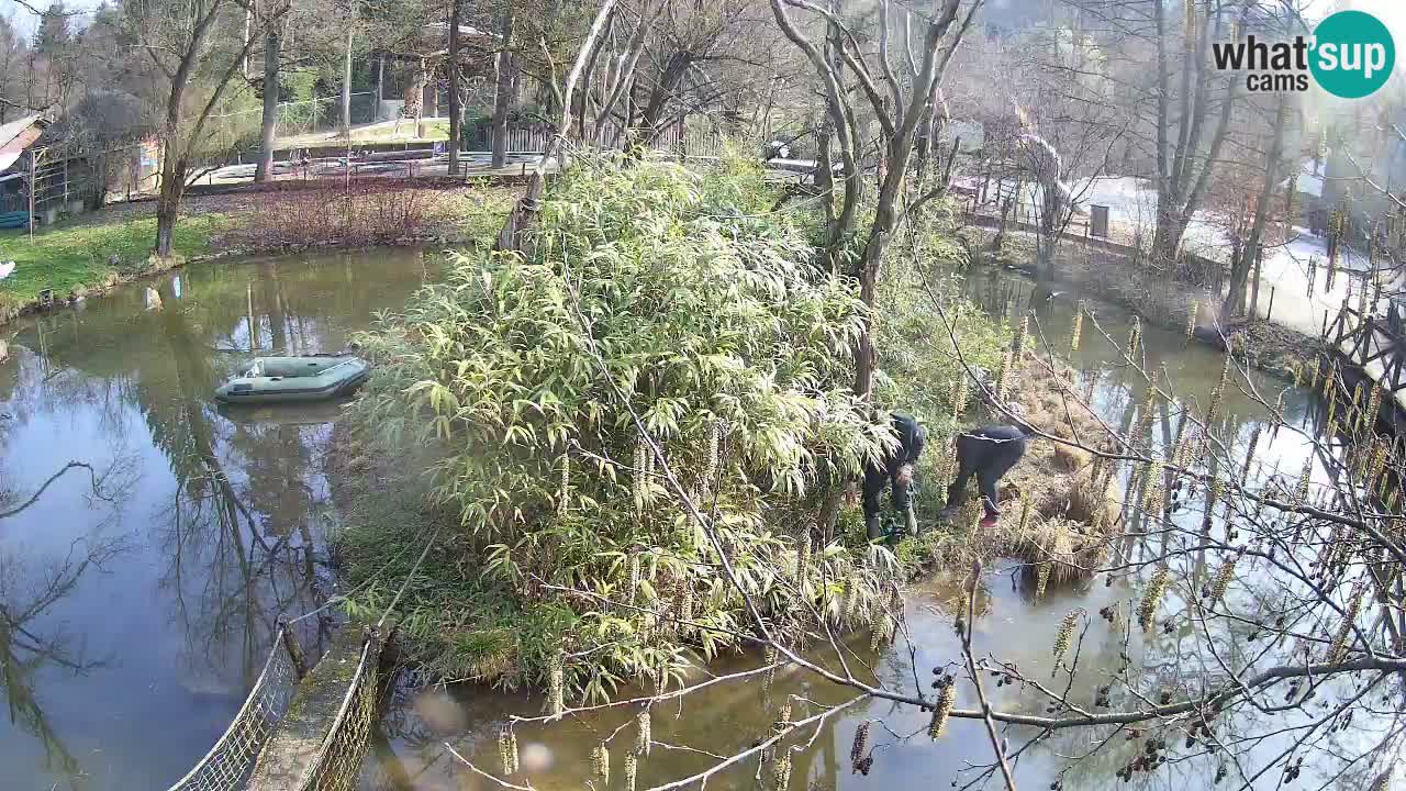 Gibon – Nomascus gabriellae – Zoo Ljubljana web kamera