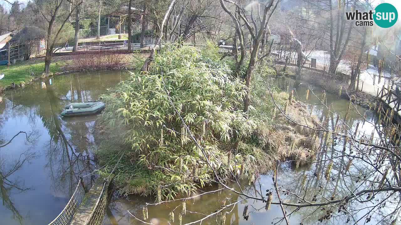 Gibon – Nomascus gabriellae – Zoo Ljubljana web kamera