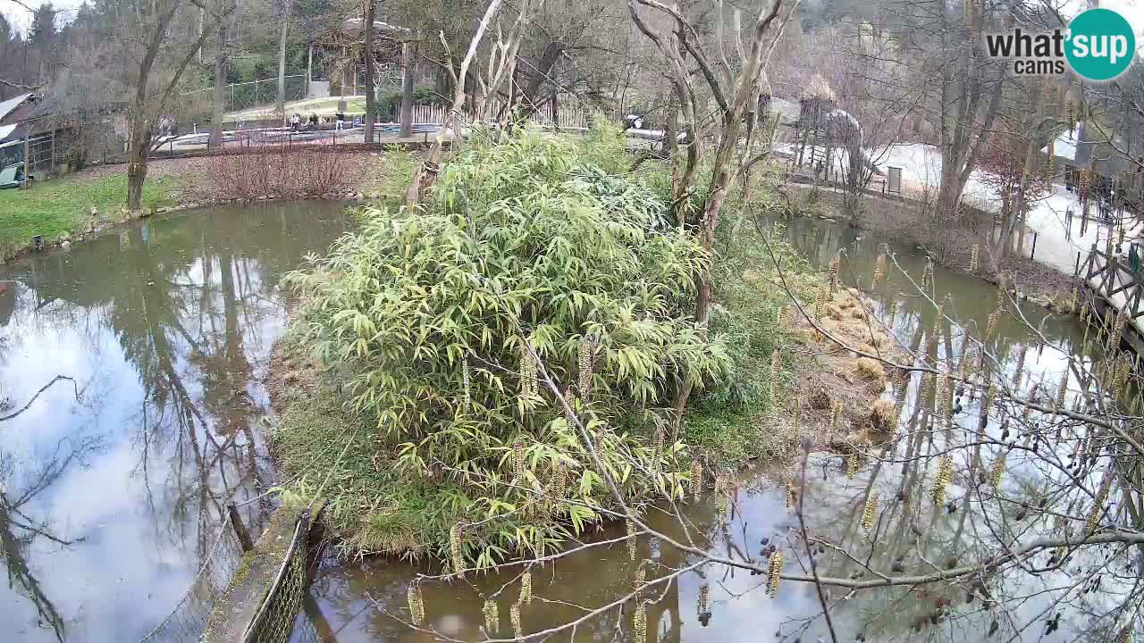Zlatolični gibon živalski vrt Ljubljana