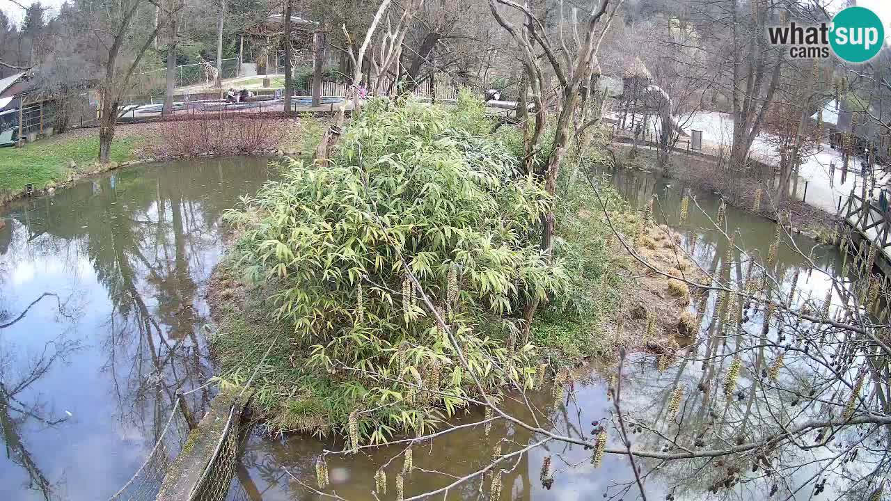 Zlatolični gibon živalski vrt Ljubljana