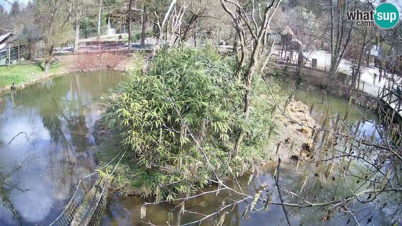 Zlatolični gibon živalski vrt Ljubljana